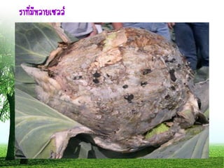 ราที่มีหลายเซลล์
 
