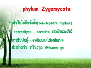 phylum Zygomycota
• เส้นใยไม่มีผนังกั้น(non-septate hyphae)
• saprophyte , parasite ของพืชและสัตว์
• การสืบพันธุ์-->อาศัยเพศ/ไม่อาศัยเพศ
ตัวอย่างเช่น ราในสกุล Rhizopus sp.
 