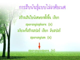 สร้างเส้นใยพิเศษยกตั้งขึ้น เรียก
sporangiophore (n)
อวัยวะที่สร้างสปอร์ เรียก อับสปอร์
sporangium (n)
sporangiospore (n)
การสืบพันธุ์แบบไม่อาศัยเพศ
 