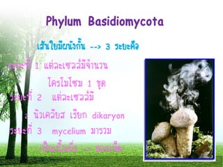 Phylum Basidiomycota
ระยะที่ 1 แต่ละเซลล์มีจานวน
โครโมโซม 1 ชุด
ระยะที่ 2 แต่ละเซลล์มี
2 นิวเคลียส เรียก dikaryon
ระยะที่ 3 mycelium มารวม
เป็นเนื้อเยื่อ -> ดอกเห็ด
เส้นใยมีผนังกั้น --> 3 ระยะคือ
 