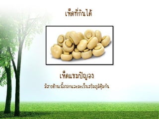 เห็ดที่กินได้
เห็ดแชมปิญอง
มีสารต้านเนื้องอกและมะเร็งเสริมภูมิคุ้มกัน
 
