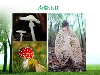 เห็ดที่กินไม่ได้
 
