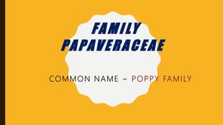 FAMILY
PAPAVERACEAE
COMMON NAME ~ POPPY FAMILY
 