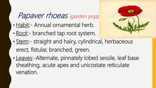 Papaver Roots FAMILY PAPAVERACEAE & NYCTAGINACEAE | PPTX