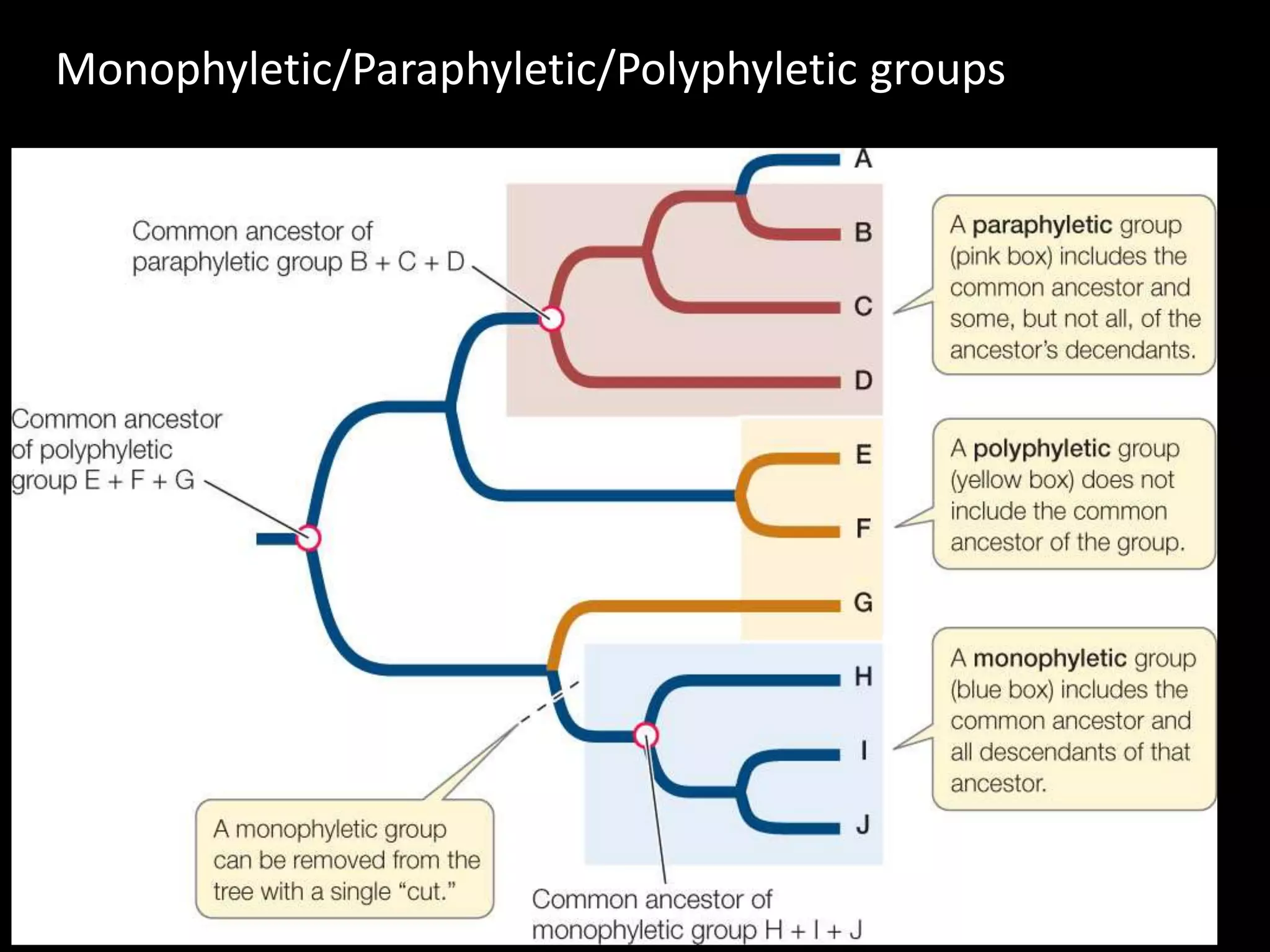 Taxonomy | PPTX