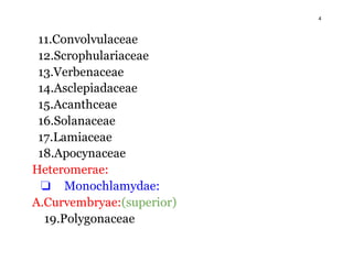 4
11.Convolvulaceae
12.Scrophulariaceae
13.Verbenaceae
14.Asclepiadaceae
15.Acanthceae
16.Solanaceae
17.Lamiaceae
18.Apocynaceae
Heteromerae:
❏ Monochlamydae:
A.Curvembryae:(superior)
19.Polygonaceae
 