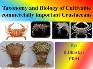 Taxonomy and Biology of Cultivable
commercially important Crustaceans
By:
B.Bhaskar
FRM
 
