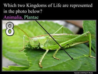 • Name this Kingdom of Life?
– I’m hetero or autotrophic, generally single celled and I
have a nucleus in my cells?

Copyright © 2010 Ryan P. Murphy

 
