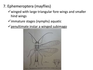 Triangular Winged Insect TAXONOMY and Systematics of diffrent insects in environment. pptx | PPTX