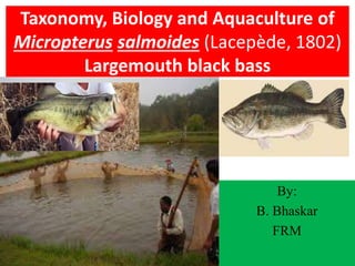 Taxonomy, Biology and Aquaculture of
Micropterus salmoides (Lacepède, 1802)
Largemouth black bass
By:
B. Bhaskar
FRM
 