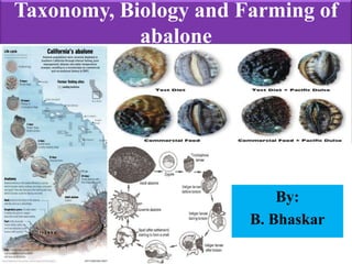 Taxonomy, Biology and Farming of
abalone
By:
B. Bhaskar
 