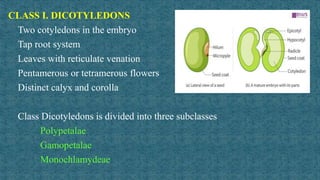 Taxonomy classification