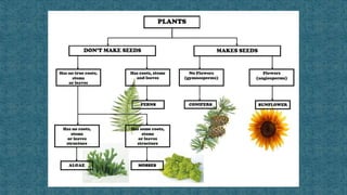 Taxonomy classification