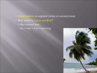  Homo sapiens is sapient (wise or aware) man
 But, what is Cocos nucifera?
 the coconut tree
nuc = nut + fera = carrying
 