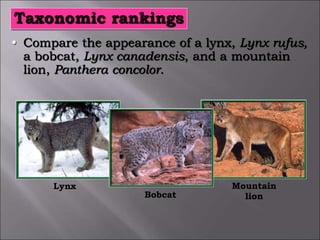 • Compare the appearance of a lynx, Lynx rufus,
a bobcat, Lynx canadensis, and a mountain
lion, Panthera concolor.
Lynx Mountain
lion
Bobcat
Taxonomic rankings
 