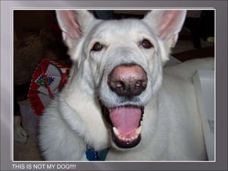 THIS IS NOT MY DOG!!!!
 