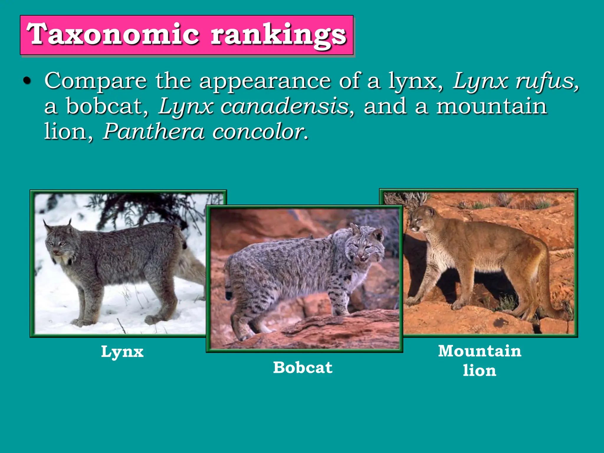 • Compare the appearance of a lynx, Lynx rufus,
a bobcat, Lynx canadensis, and a mountain
lion, Panthera concolor.
Lynx Mountain
lion
Bobcat
Taxonomic rankings
 