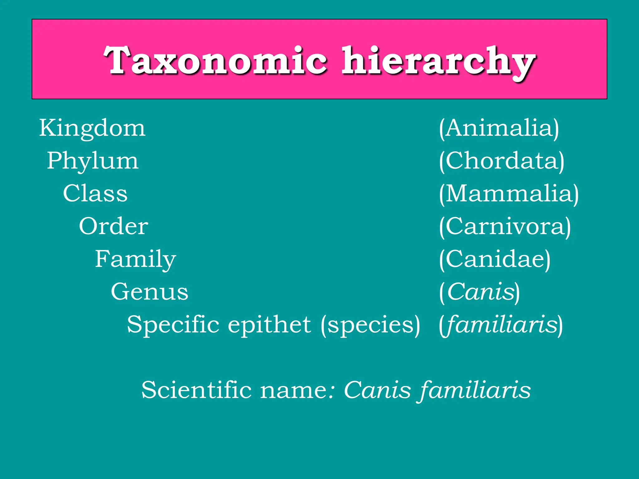 Taxonomic hierarchy
Kingdom (Animalia)
Phylum (Chordata)
Class (Mammalia)
Order (Carnivora)
Family (Canidae)
Genus (Canis)
Specific epithet (species) (familiaris)
Scientific name: Canis familiaris
 