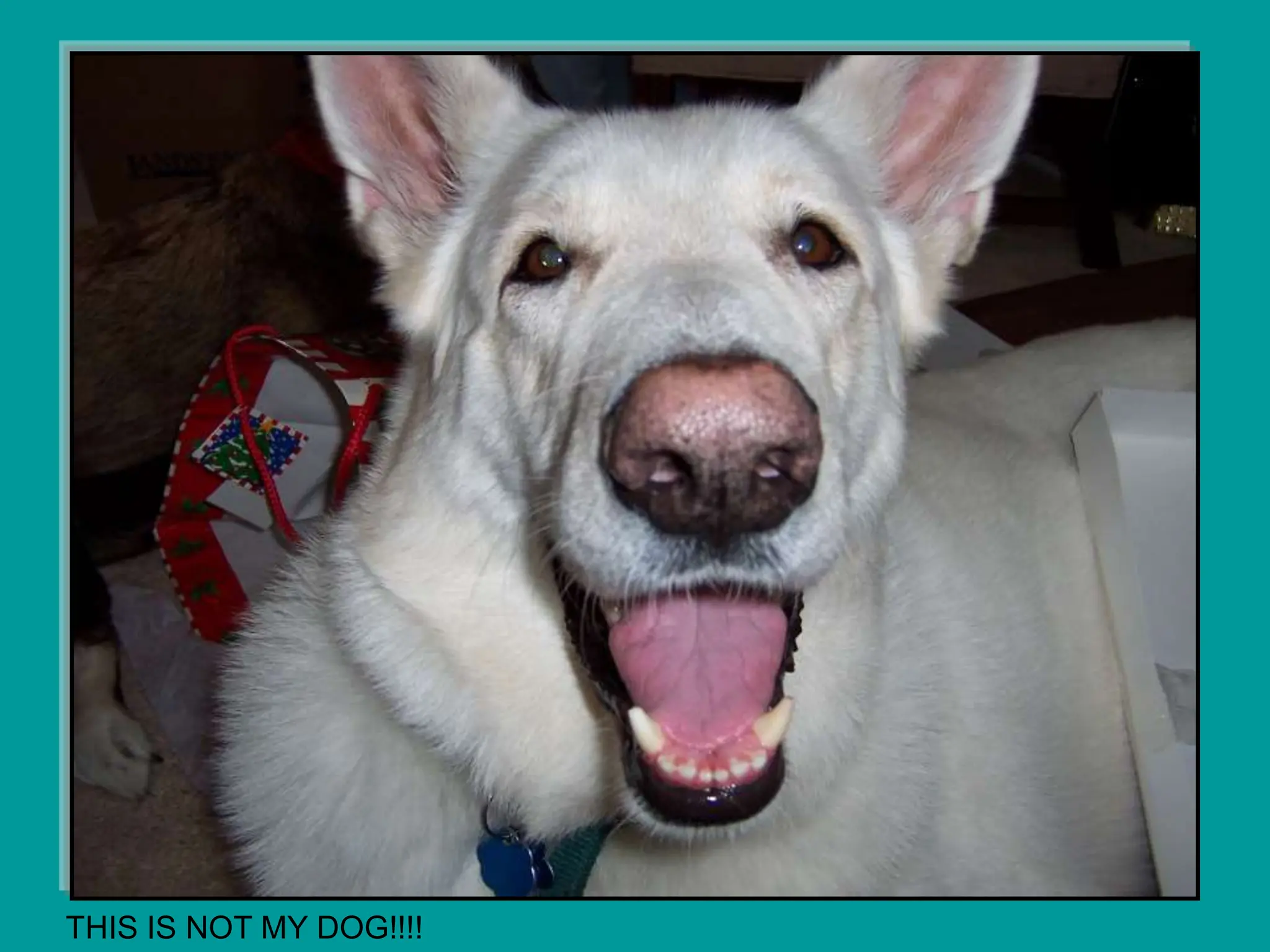 THIS IS NOT MY DOG!!!!
 