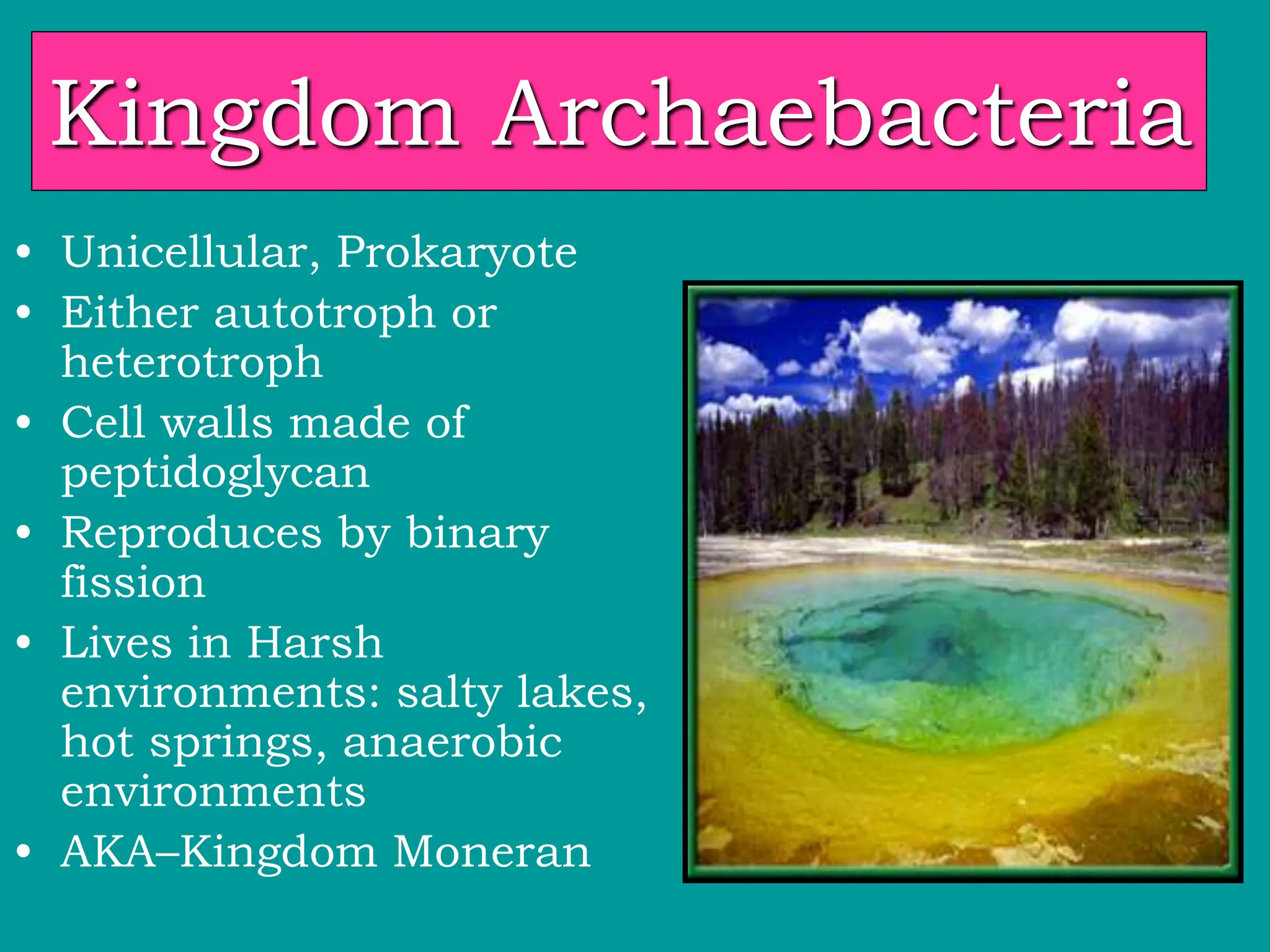 Kingdom Archaebacteria
• Unicellular, Prokaryote
• Either autotroph or
heterotroph
• Cell walls made of
peptidoglycan
• Reproduces by binary
fission
• Lives in Harsh
environments: salty lakes,
hot springs, anaerobic
environments
• AKA–Kingdom Moneran
 