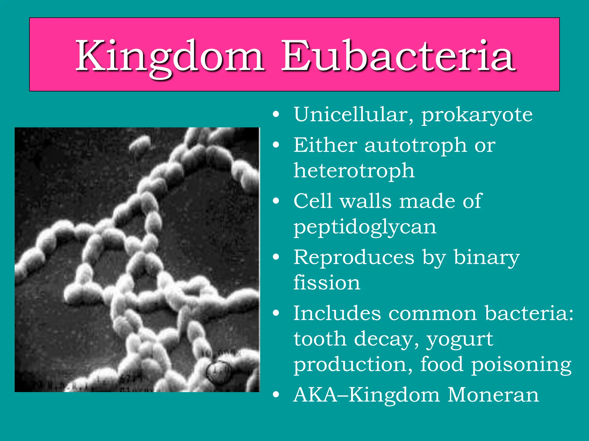 Kingdom Eubacteria
• Unicellular, prokaryote
• Either autotroph or
heterotroph
• Cell walls made of
peptidoglycan
• Reproduces by binary
fission
• Includes common bacteria:
tooth decay, yogurt
production, food poisoning
• AKA–Kingdom Moneran
 