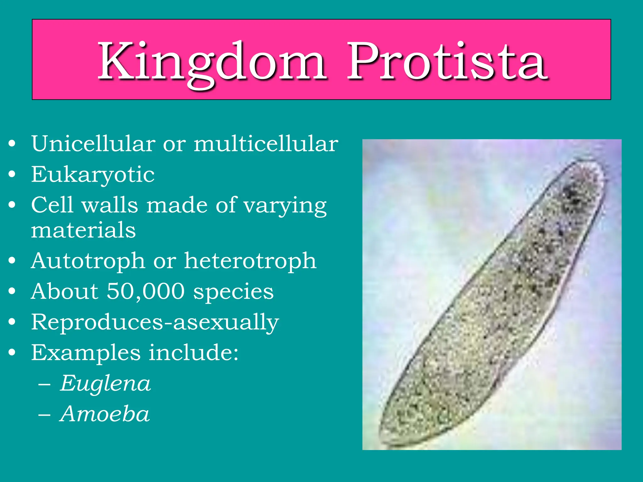 Kingdom Protista
• Unicellular or multicellular
• Eukaryotic
• Cell walls made of varying
materials
• Autotroph or heterotroph
• About 50,000 species
• Reproduces-asexually
• Examples include:
– Euglena
– Amoeba
 