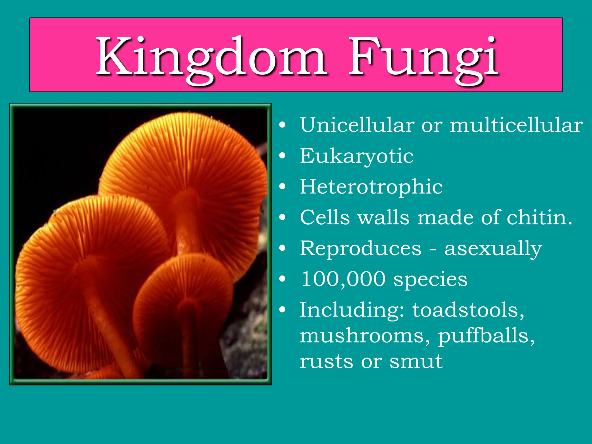 Kingdom Fungi
• Unicellular or multicellular
• Eukaryotic
• Heterotrophic
• Cells walls made of chitin.
• Reproduces - asexually
• 100,000 species
• Including: toadstools,
mushrooms, puffballs,
rusts or smut
 