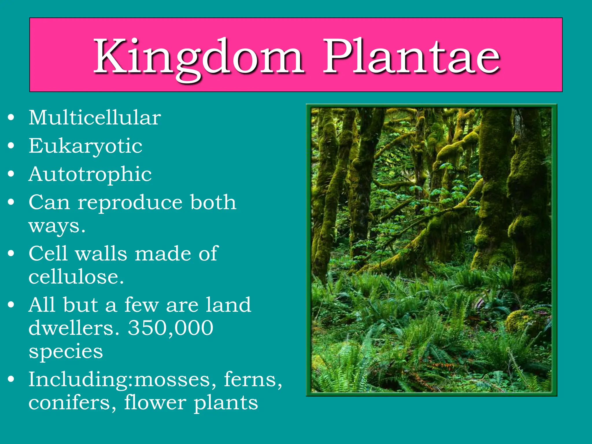 Kingdom Plantae
• Multicellular
• Eukaryotic
• Autotrophic
• Can reproduce both
ways.
• Cell walls made of
cellulose.
• All but a few are land
dwellers. 350,000
species
• Including:mosses, ferns,
conifers, flower plants
 
