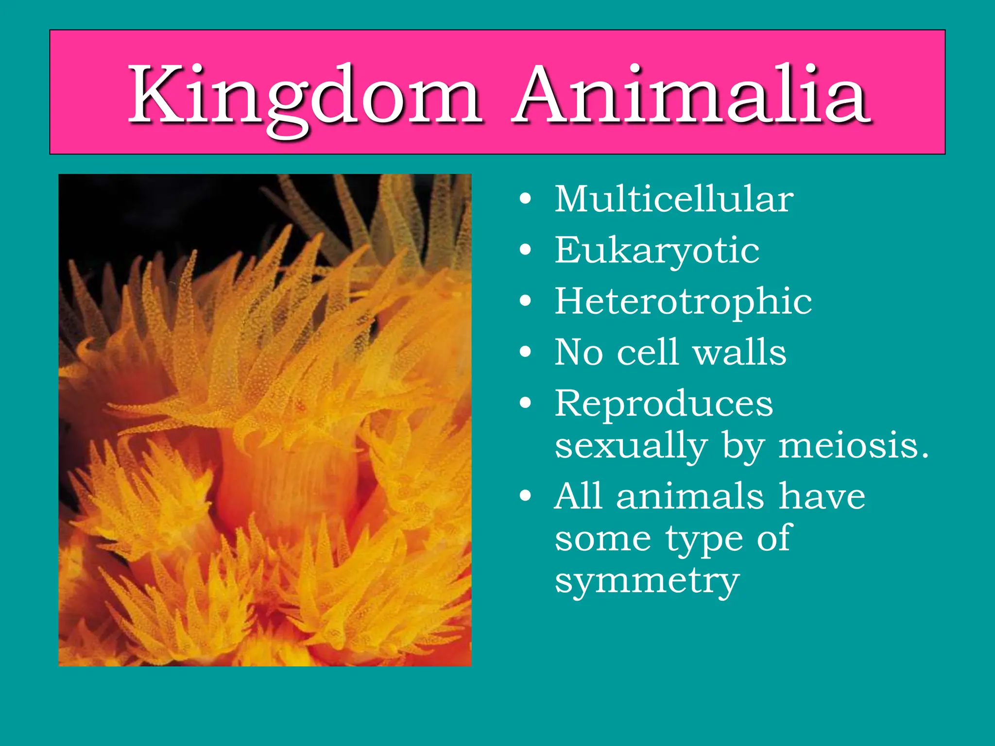 Kingdom Animalia
• Multicellular
• Eukaryotic
• Heterotrophic
• No cell walls
• Reproduces
sexually by meiosis.
• All animals have
some type of
symmetry
 