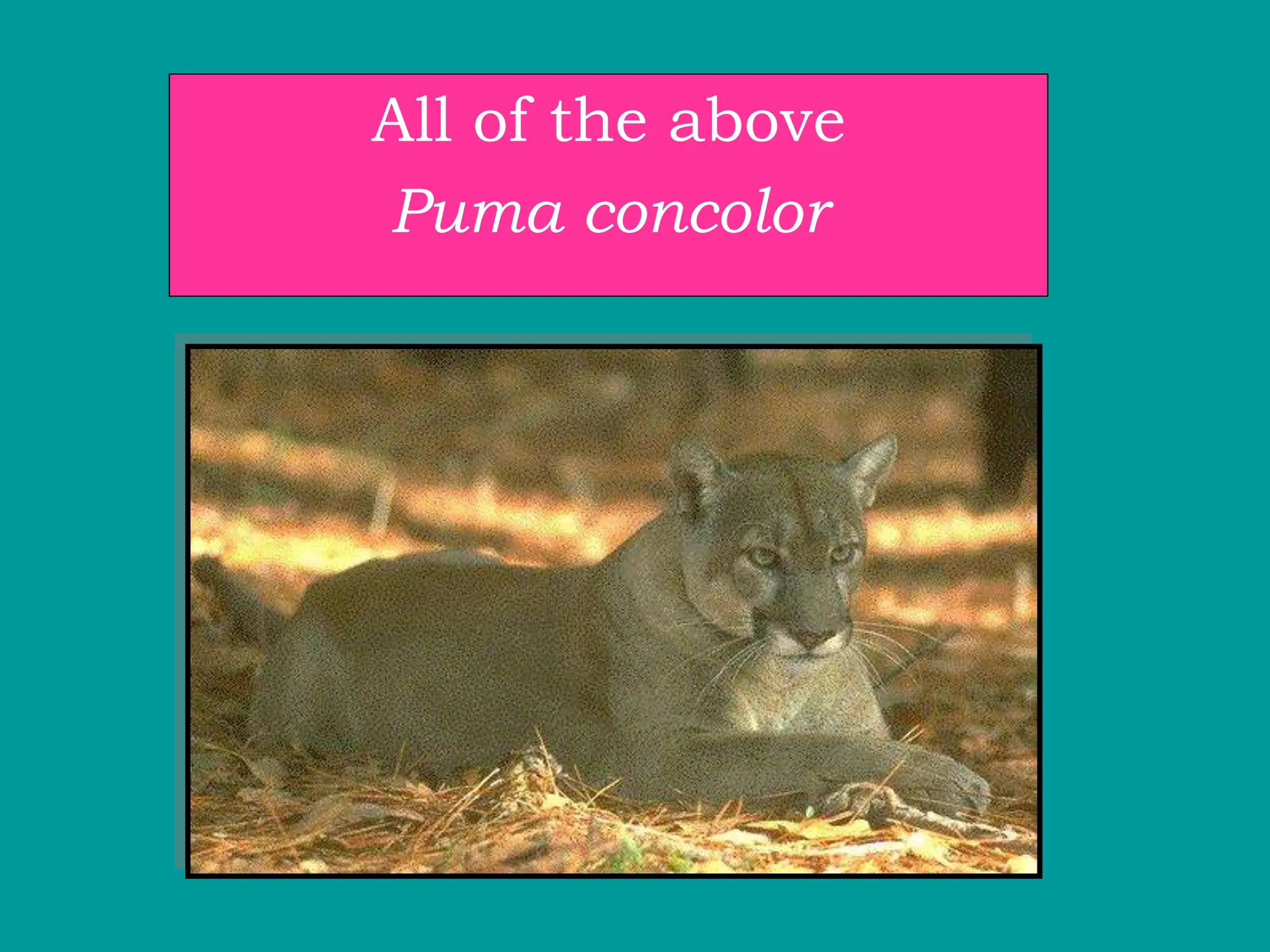All of the above
Puma concolor
 