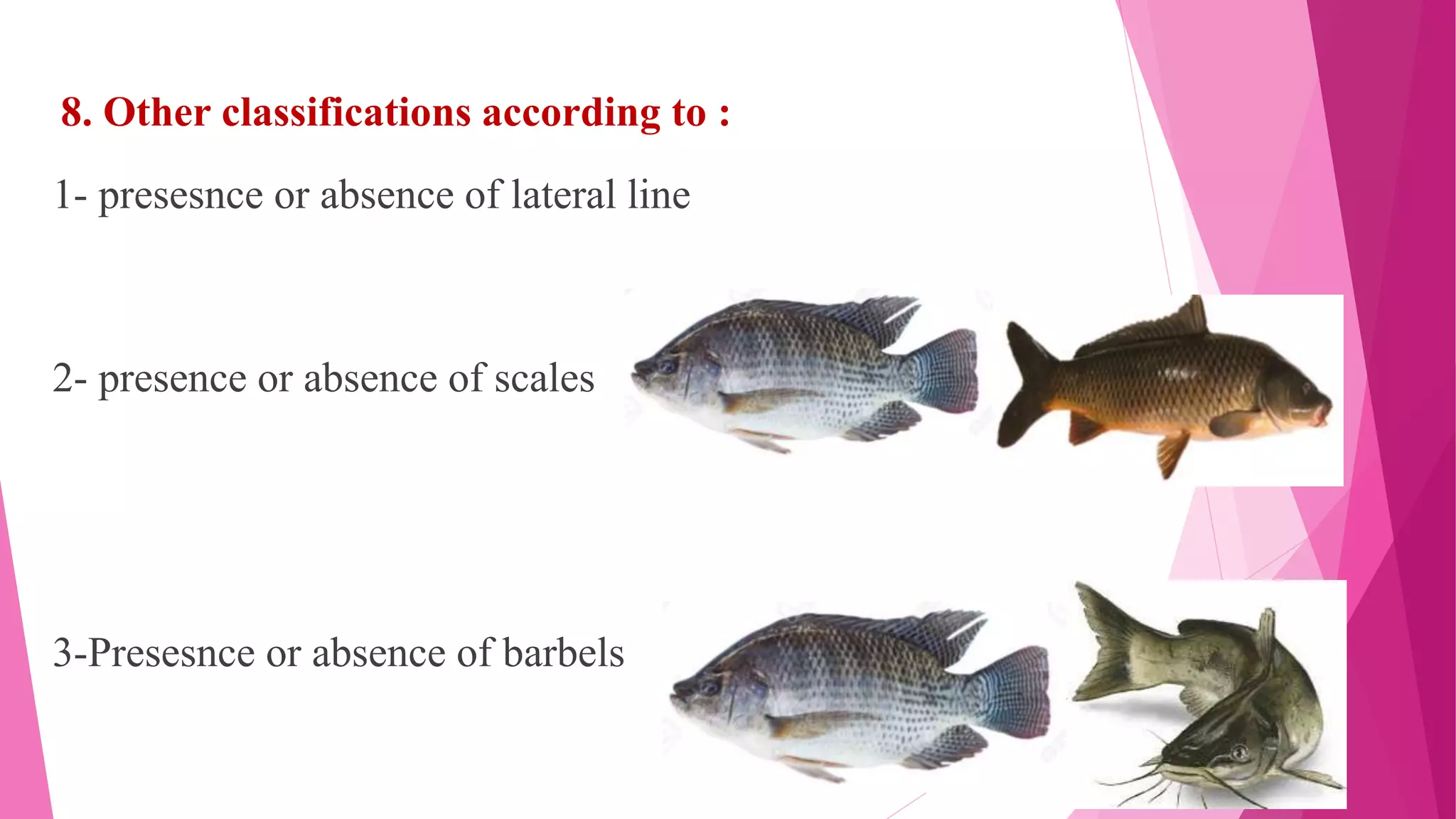 Taxonomy Of Fishes.pptx