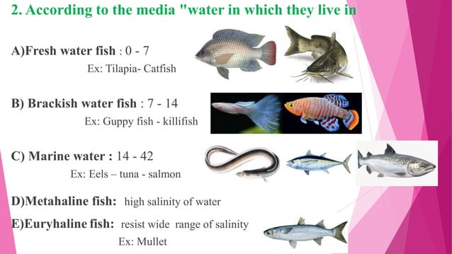 Taxonomy Of Fishes.pptx | Fish and Aquariums | Pets