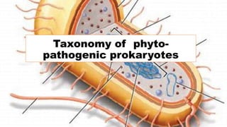 Taxonomy of phyto-
pathogenic prokaryotes
 
