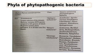 Phyla of phytopathogenic bacteria
 