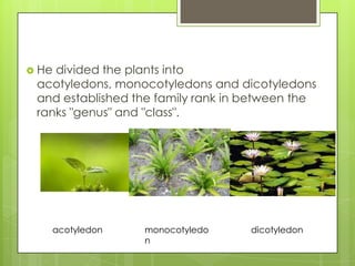  Hedivided the plants into
 acotyledons, monocotyledons and dicotyledons
 and established the family rank in between the
 ranks "genus" and "class".




   acotyledon     monocotyledo      dicotyledon
                  n
 