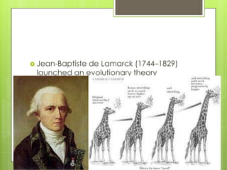  Jean-Baptistede Lamarck (1744–1829)
 launched an evolutionary theory
 including inheritance of acquired
 characters, named the "Lamarckism".
 