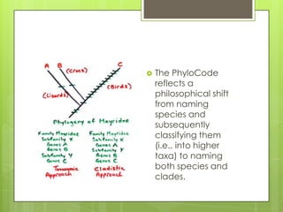    The PhyloCode
    reflects a
    philosophical shift
    from naming
    species and
    subsequently
    classifying them
    (i.e., into higher
    taxa) to naming
    both species and
    clades.
 