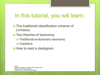 Linneaus Classification Example taxonomyphylogenytutorial.ppt GENERAL BIOLOGY | PPT