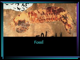 Fossil
 
