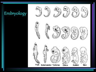 Embryology
 