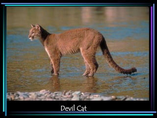 Devil Cat
 