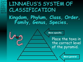 LINNAEUS’S SYSTEM OF CLASSIFICATION Kingdom, Phylum, Class, Order, Family, Genus, Species . Place the taxa in the correct level of the pyramid. More specific More general 