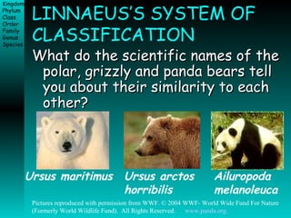 LINNAEUS’S SYSTEM OF CLASSIFICATION What do the scientific names of the polar, grizzly and panda bears tell you about their similarity to each other? Ursus maritimus Ursus arctos horribilis Ailuropoda melanoleuca Pictures reproduced with permission from WWF. © 2004 WWF- World Wide Fund For Nature (Formerly World Wildlife Fund).  All Rights Reserved.  www.panda.org. 