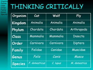 THINKING CRITICALLY M. domestica C. lupus F. domesticus Species Musca Canis Felis Genus Muscidae Canidae Felidae Family Diptera Carnivora Carnivora Order Insecta Mammalia Mammalia Class Arthropoda Chordata Chordata Phylum Animalia Animalia Animalia Kingdom Fly Wolf Cat Organism 