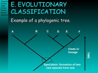E. EVOLUTIONARY CLASSIFICATION Example of a phylogenic tree. A B C D E F Speciation: formation of two  new species from one Clade or  lineage TIME 