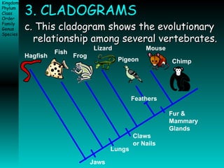 3. CLADOGRAMS c. This cladogram shows the evolutionary relationship among several vertebrates. Fur &  Mammary Glands Jaws Lungs Claws  or Nails Feathers Hagfish Fish Frog Lizard Pigeon Mouse Chimp 