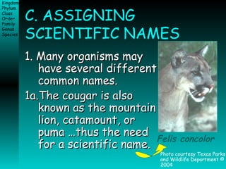 C. ASSIGNING SCIENTIFIC NAMES 1. Many organisms may have several different common names.  1a.The cougar is also known as the mountain lion, catamount, or puma …thus the need for a scientific name. Felis concolor Photo courtesy Texas Parks and Wildlife Department © 2004 