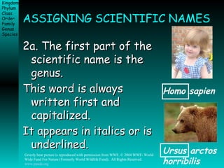 ASSIGNING SCIENTIFIC NAMES 2a. The first part of the scientific name is the genus.  This word is always written first and capitalized.   It appears in italics or is underlined.   Homo sapien Ursus arctos horribilis Grizzly bear picture is reproduced with permission from WWF. © 2004 WWF- World Wide Fund For Nature (Formerly World Wildlife Fund).  All Rights Reserved.  www.panda.org. 