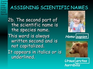 ASSIGNING SCIENTIFIC NAMES 2b. The second part of the scientific name is the species name. This word is always written second and is not capitalized. It appears in italics or is underlined. Homo sapien Ursus arctos horribilis 