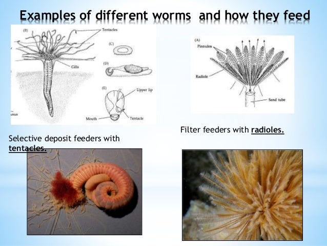 What are examples of filter feeders?